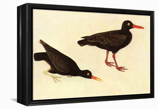 Black Oystercatcher-John James Audubon-Framed Stretched Canvas