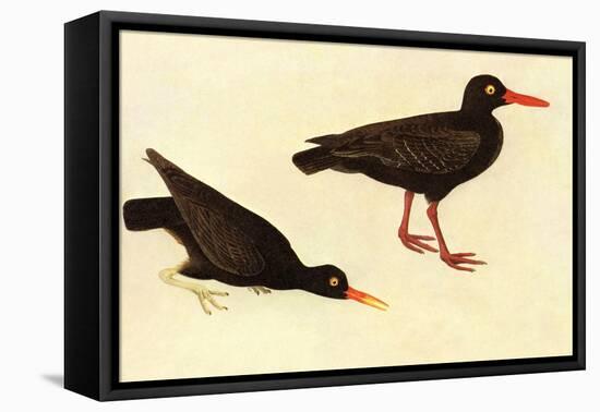 Black Oystercatcher-John James Audubon-Framed Stretched Canvas