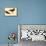 Black Oystercatcher-John James Audubon-Framed Stretched Canvas displayed on a wall