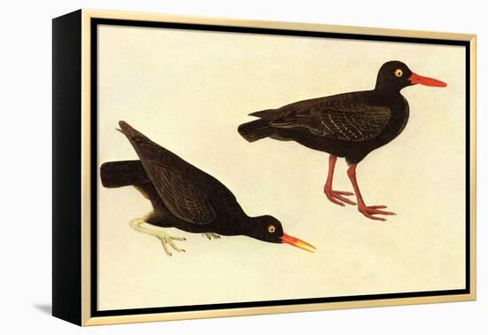 Black Oystercatcher-John James Audubon-Framed Stretched Canvas