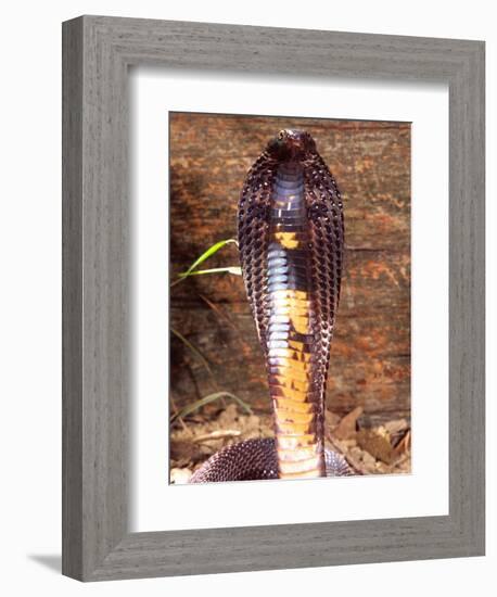 Black Pakistan Cobra, Native to Pakistan-David Northcott-Framed Photographic Print