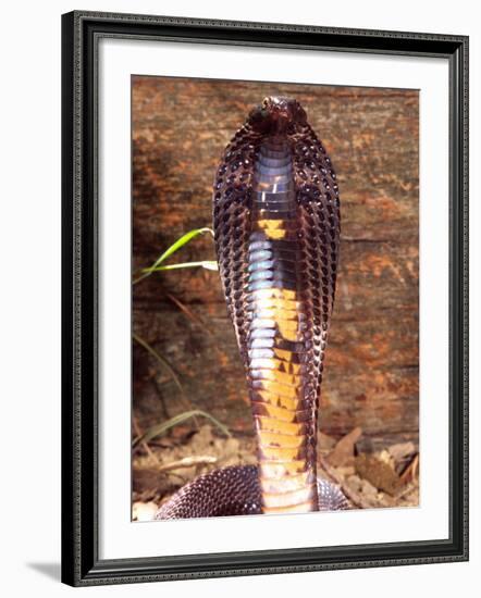 Black Pakistan Cobra, Native to Pakistan-David Northcott-Framed Photographic Print