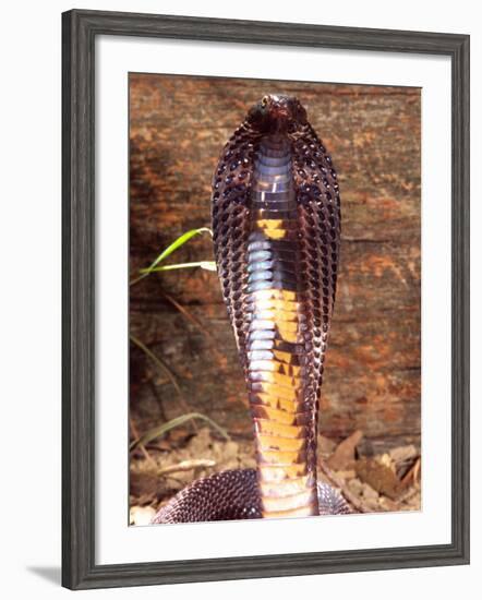 Black Pakistan Cobra, Native to Pakistan-David Northcott-Framed Photographic Print