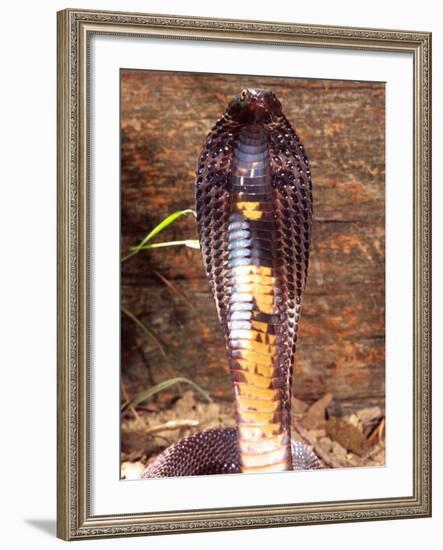 Black Pakistan Cobra, Native to Pakistan-David Northcott-Framed Photographic Print