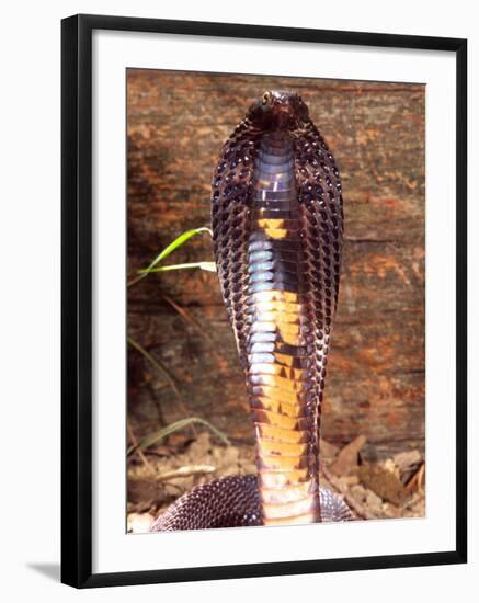 Black Pakistan Cobra, Native to Pakistan-David Northcott-Framed Photographic Print