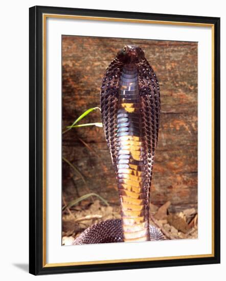 Black Pakistan Cobra, Native to Pakistan-David Northcott-Framed Photographic Print