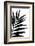 Black Palms I-Renée Stramel-Framed Photographic Print