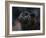 Black Panther 3-David Stribbling-Framed Art Print