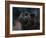 Black Panther 3-David Stribbling-Framed Art Print