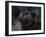 Black Panther 3-David Stribbling-Framed Art Print