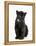 Black Panther Cub, 16 Weeks Old-null-Framed Premier Image Canvas