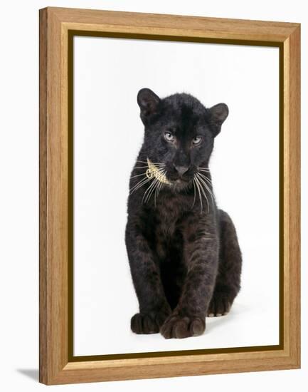 Black Panther Cub, 16 Weeks Old-null-Framed Premier Image Canvas