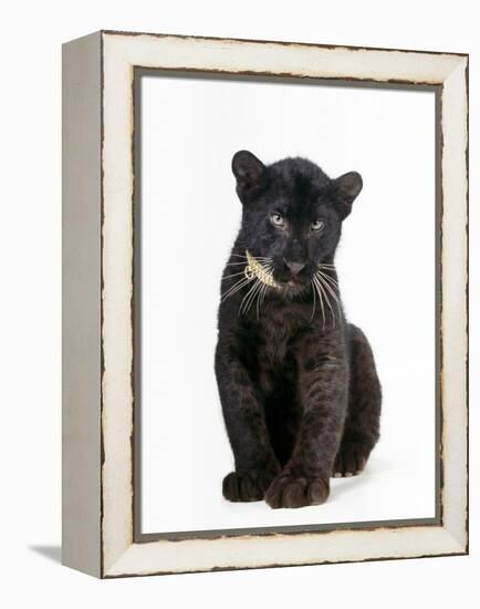 Black Panther Cub, 16 Weeks Old-null-Framed Premier Image Canvas