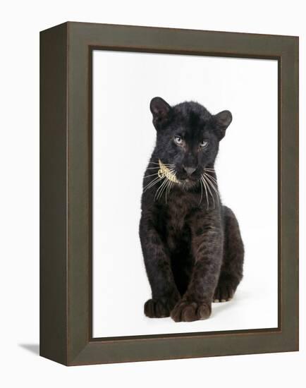 Black Panther Cub, 16 Weeks Old-null-Framed Premier Image Canvas