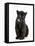 Black Panther Cub, 16 Weeks Old-null-Framed Premier Image Canvas