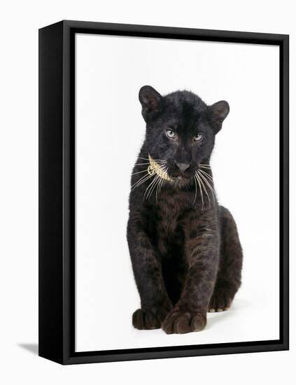 Black Panther Cub, 16 Weeks Old-null-Framed Premier Image Canvas