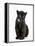 Black Panther Cub, 16 Weeks Old-null-Framed Premier Image Canvas