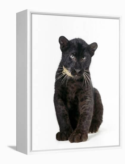 Black Panther Cub, 16 Weeks Old-null-Framed Premier Image Canvas