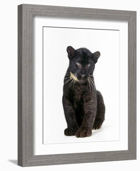 Black Panther Cub, 16 Weeks Old-null-Framed Photographic Print