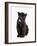 Black Panther Cub, 16 Weeks Old-null-Framed Photographic Print