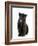 Black Panther Cub, 16 Weeks Old-null-Framed Photographic Print