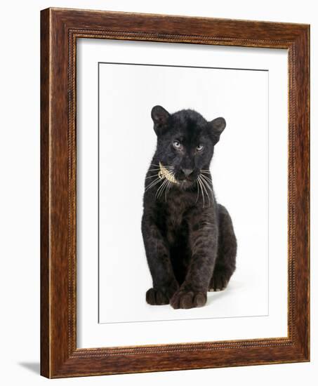Black Panther Cub, 16 Weeks Old--Framed Photographic Print