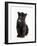 Black Panther Cub, 16 Weeks Old-null-Framed Photographic Print