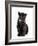 Black Panther Cub, 16 Weeks Old-null-Framed Photographic Print