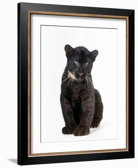 Black Panther Cub, 16 Weeks Old-null-Framed Photographic Print