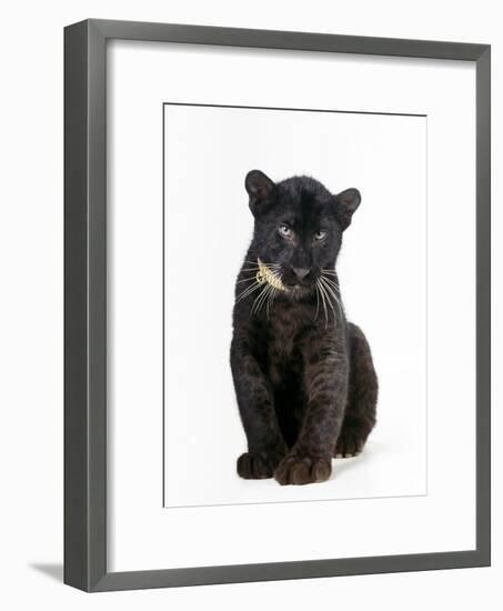 Black Panther Cub, 16 Weeks Old-null-Framed Photographic Print