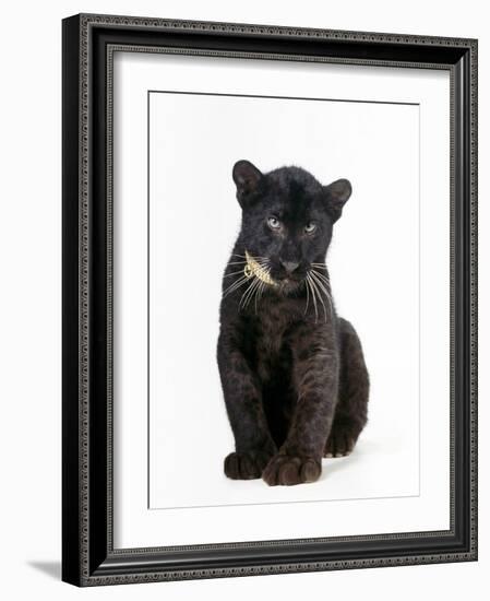 Black Panther Cub, 16 Weeks Old--Framed Photographic Print