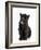 Black Panther Cub, 16 Weeks Old-null-Framed Photographic Print