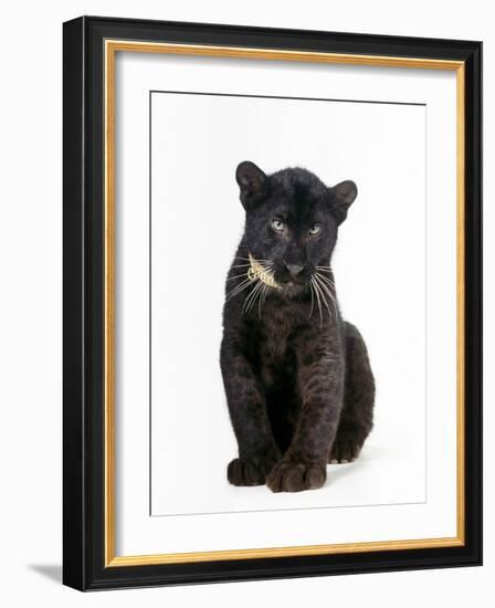 Black Panther Cub, 16 Weeks Old-null-Framed Photographic Print