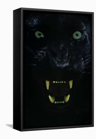 Black panther / melanistic Leopard (Panthera pardus) baring teeth, captive.-Edwin Giesbers-Framed Premier Image Canvas