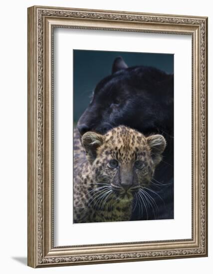 Black panther / melanistic Leopard (Panthera pardus) female with normal spotted cub, captive.-Edwin Giesbers-Framed Photographic Print