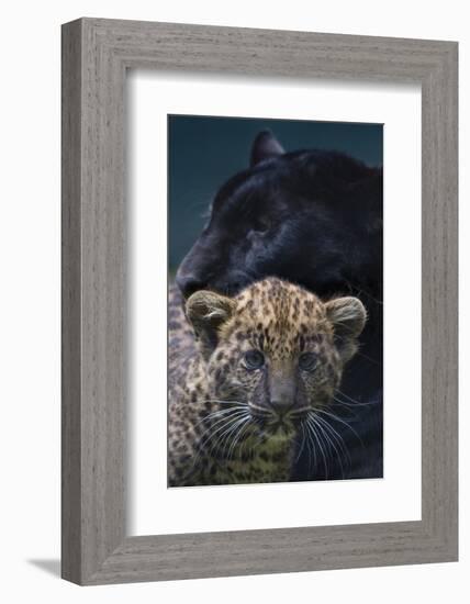 Black panther / melanistic Leopard (Panthera pardus) female with normal spotted cub, captive.-Edwin Giesbers-Framed Photographic Print