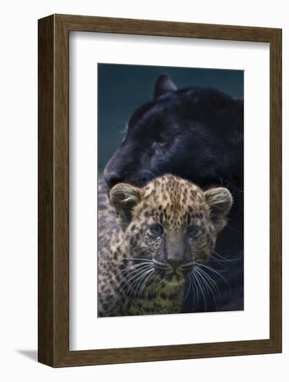 Black panther / melanistic Leopard (Panthera pardus) female with normal spotted cub, captive.-Edwin Giesbers-Framed Photographic Print