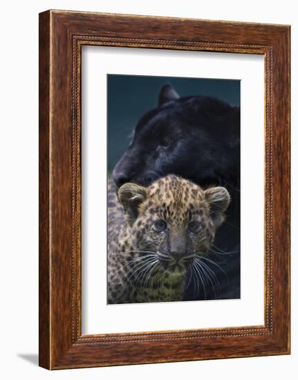 Black panther / melanistic Leopard (Panthera pardus) female with normal spotted cub, captive.-Edwin Giesbers-Framed Photographic Print