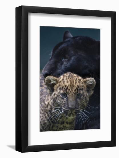 Black panther / melanistic Leopard (Panthera pardus) female with normal spotted cub, captive.-Edwin Giesbers-Framed Photographic Print