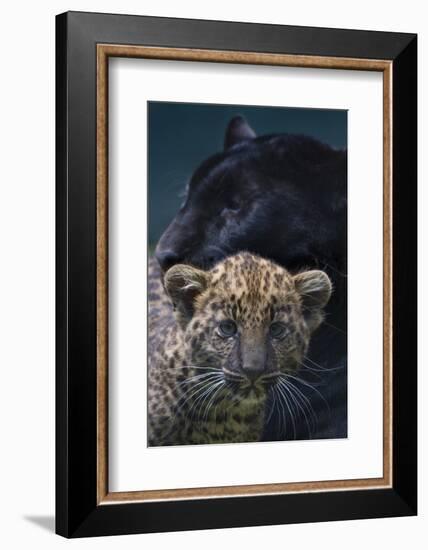 Black panther / melanistic Leopard (Panthera pardus) female with normal spotted cub, captive.-Edwin Giesbers-Framed Photographic Print