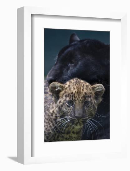 Black panther / melanistic Leopard (Panthera pardus) female with normal spotted cub, captive.-Edwin Giesbers-Framed Photographic Print