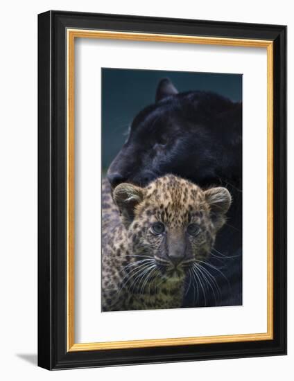 Black panther / melanistic Leopard (Panthera pardus) female with normal spotted cub, captive.-Edwin Giesbers-Framed Photographic Print