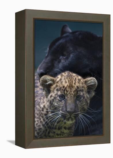 Black panther / melanistic Leopard (Panthera pardus) female with normal spotted cub, captive.-Edwin Giesbers-Framed Premier Image Canvas