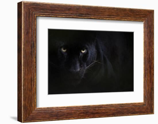 Black panther / melanistic Leopard (Panthera pardus) portrait, captive.-Edwin Giesbers-Framed Photographic Print