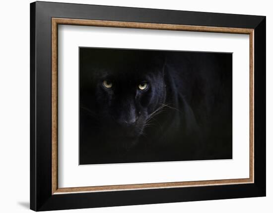 Black panther / melanistic Leopard (Panthera pardus) portrait, captive.-Edwin Giesbers-Framed Photographic Print