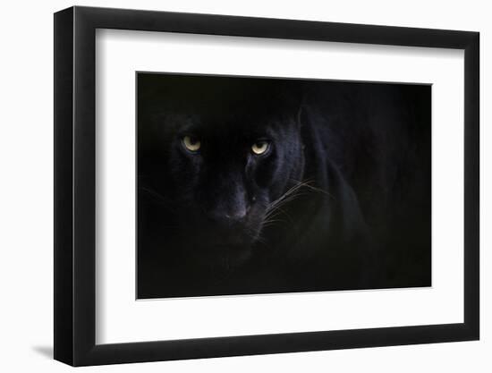 Black panther / melanistic Leopard (Panthera pardus) portrait, captive.-Edwin Giesbers-Framed Photographic Print