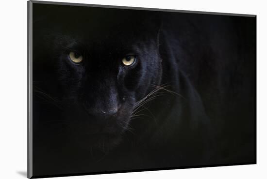 Black panther / melanistic Leopard (Panthera pardus) portrait, captive.-Edwin Giesbers-Mounted Photographic Print