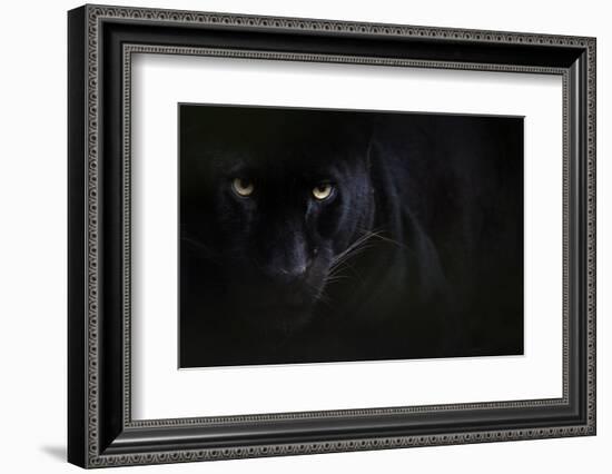 Black panther / melanistic Leopard (Panthera pardus) portrait, captive.-Edwin Giesbers-Framed Photographic Print