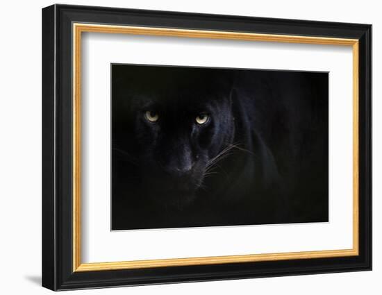 Black panther / melanistic Leopard (Panthera pardus) portrait, captive.-Edwin Giesbers-Framed Photographic Print