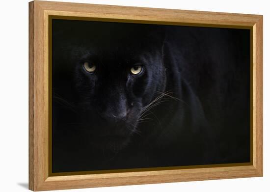 Black panther / melanistic Leopard (Panthera pardus) portrait, captive.-Edwin Giesbers-Framed Premier Image Canvas